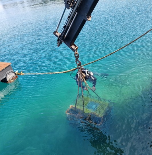 Oude Geuze rijpt een jaar lang op de Adriatische zeebodem