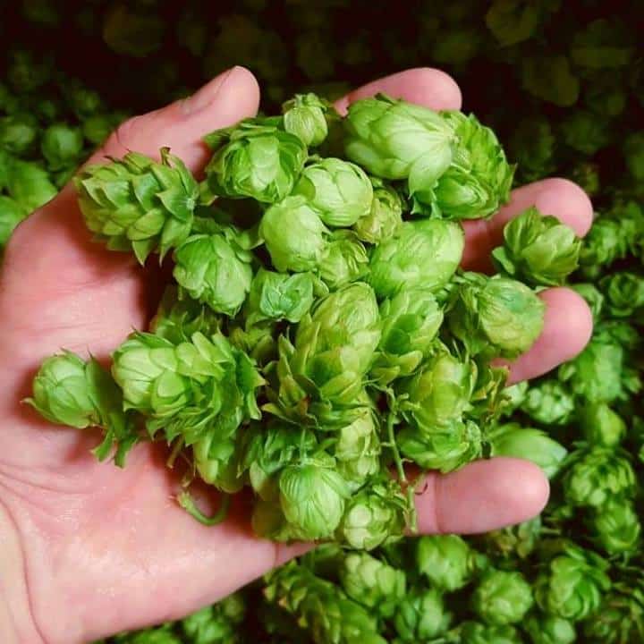 Hop